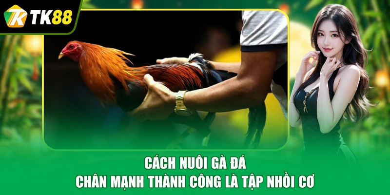 Cách nuôi gà đá chân mạnh thành công là tập nhồi cơ
